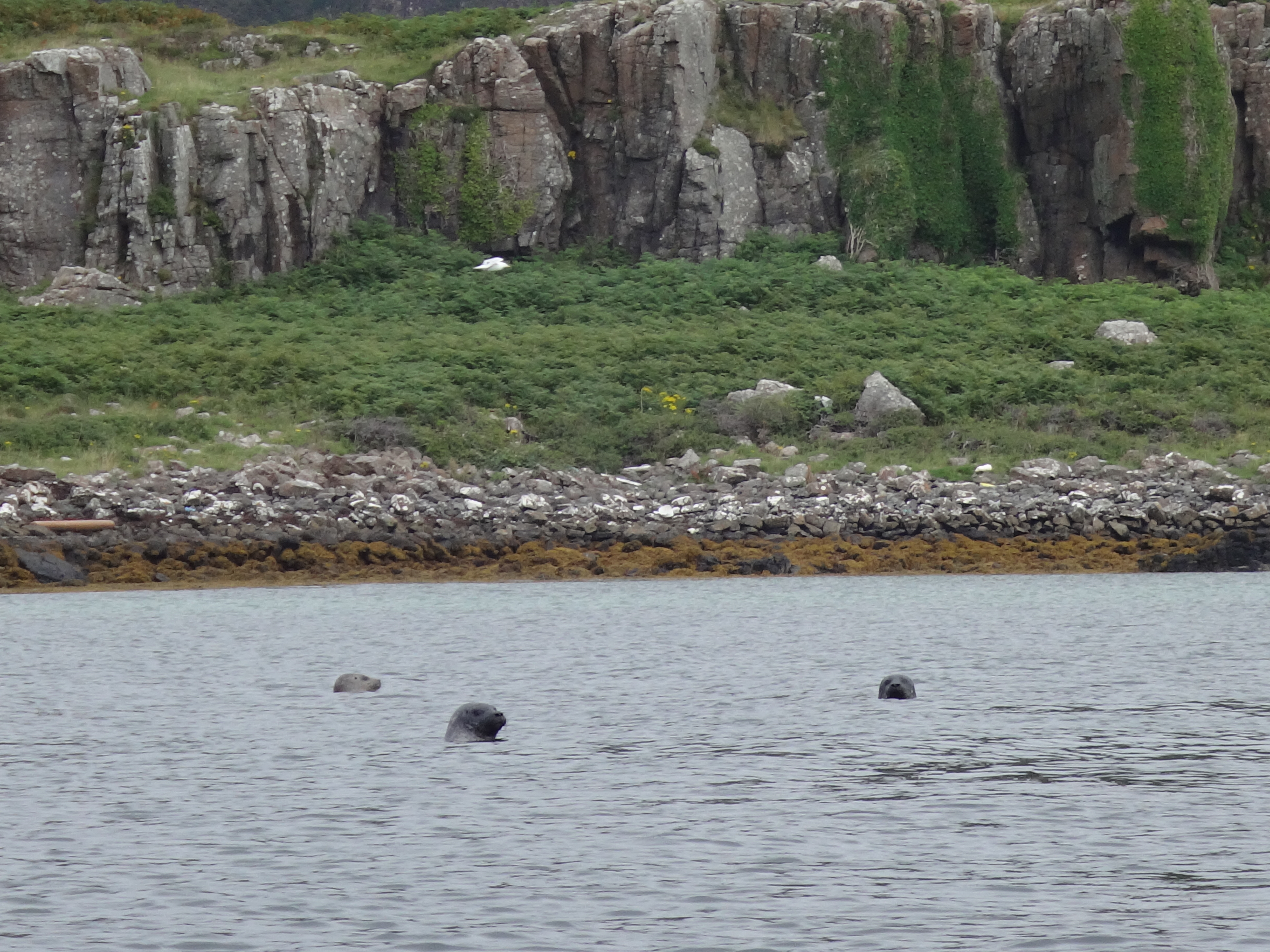 Ulva Seals 