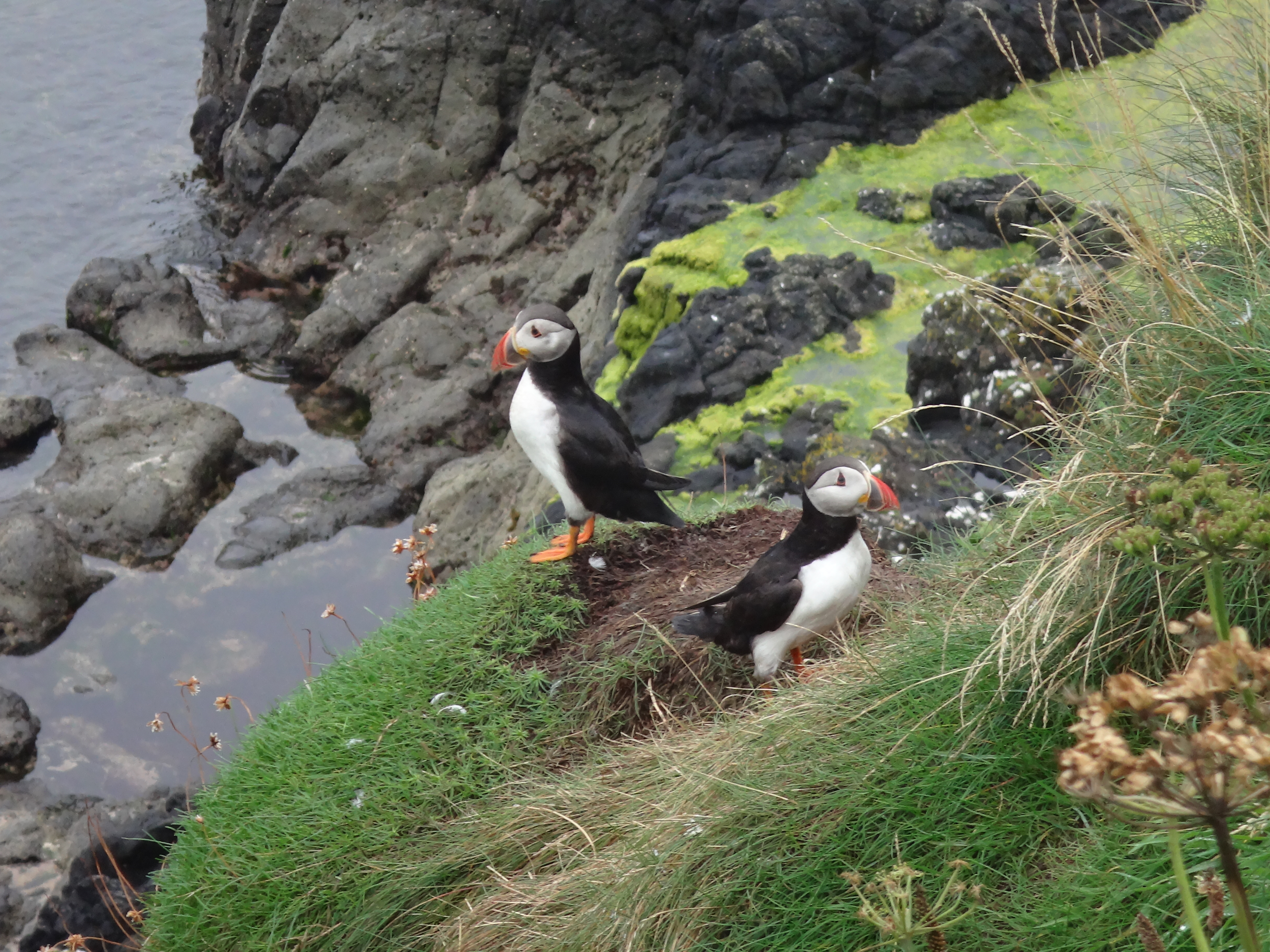 Puffins on Inch Kenneth